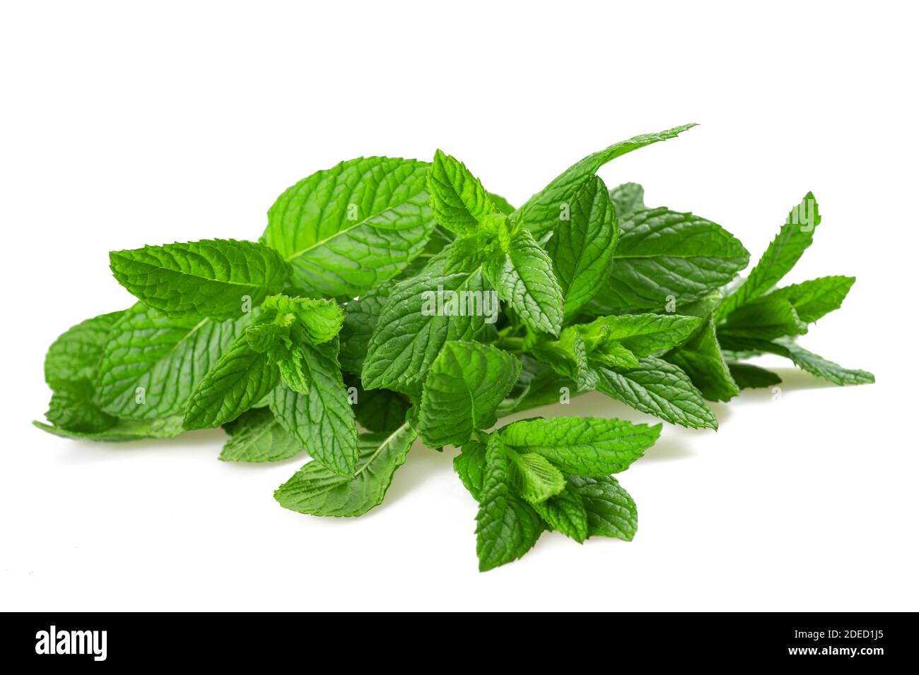 Fresh mint isolated on white background Stock Photo - Alamy