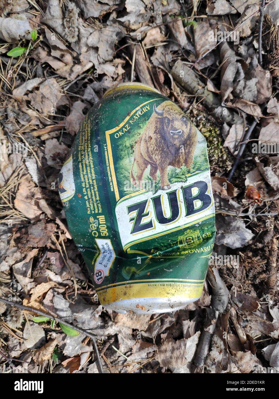 KATOWICE, POLAND - APRIL 4, 2020: Zubr beer metal can dumped illegally in a forest near Katowice, Silesia region, Poland. Stock Photo