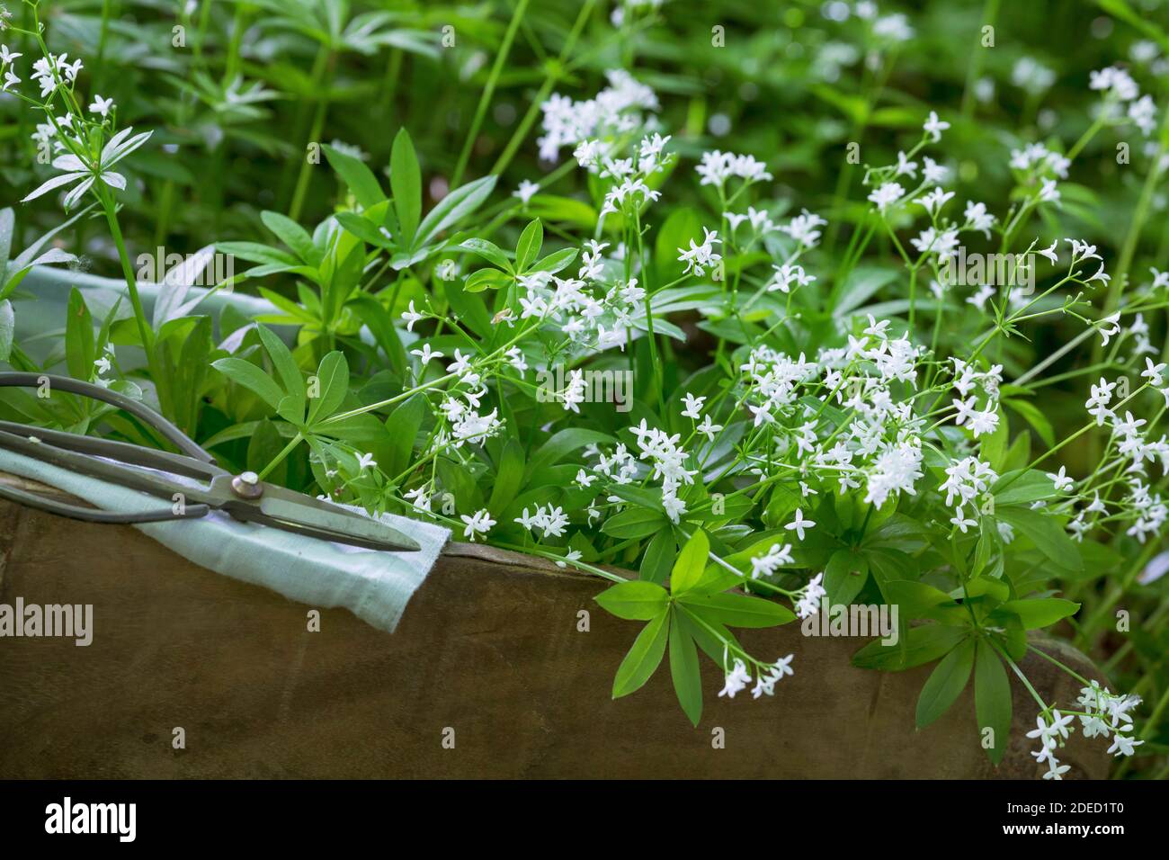 sweet woodruff (Galium odoratum), harvesting with a scissors, Germany