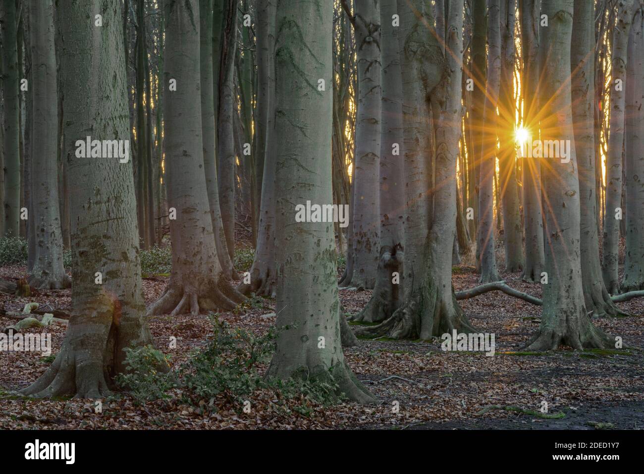 sunrise in the ghost forest Nienhagen, Germany, Lower Saxony, Nienhagen Stock Photo