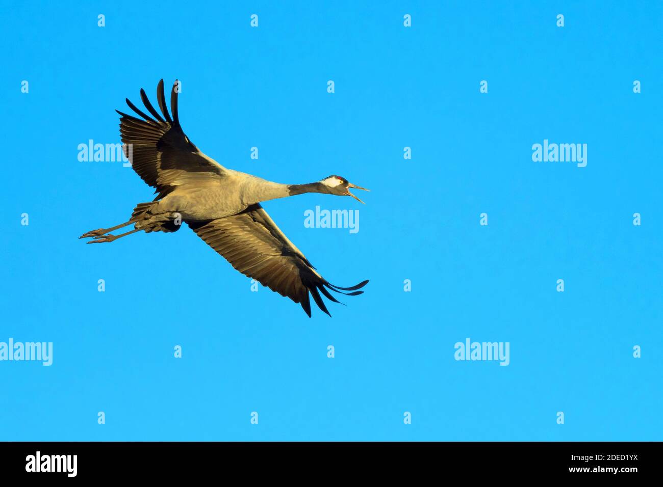 Common crane, Eurasian Crane (Grus grus), in flight in the blue sky, Sweden, Vaestergoetland, Falkoeping Stock Photo