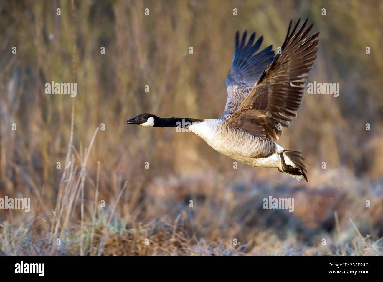 Canada goose (Branta canadensis), taking off, Sweden, Vaestergoetland, Falkoeping Stock Photo