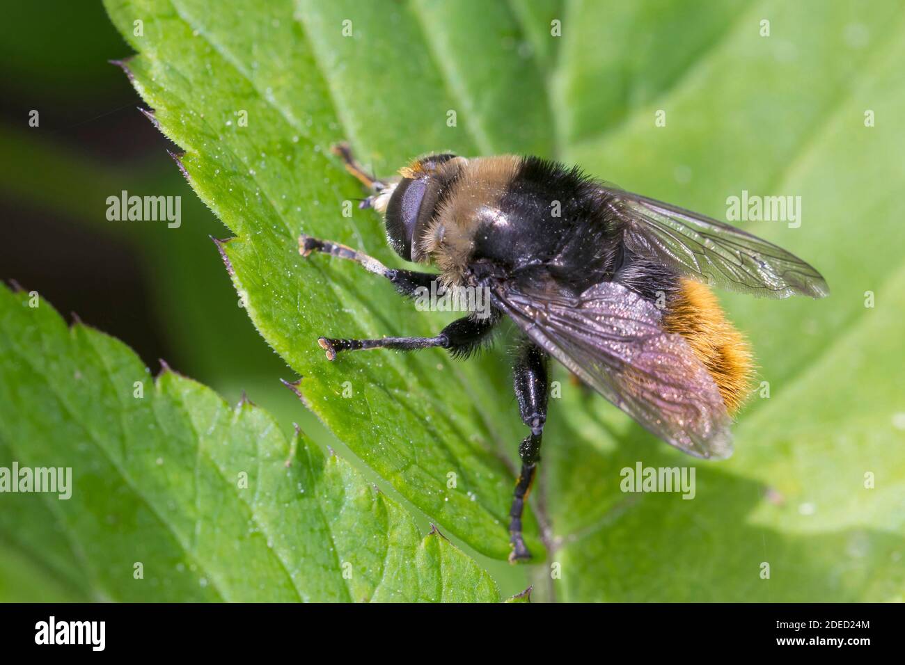 Large narcissus fly, Large bulb fly, Narcissus bulb fly (Merodon equestris), bumble bee mimicry on a leaf, Germany Stock Photo