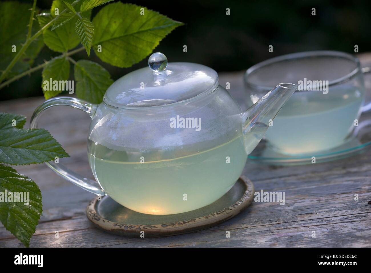 selfmade tea from blackberry leaves, Germany Stock Photo