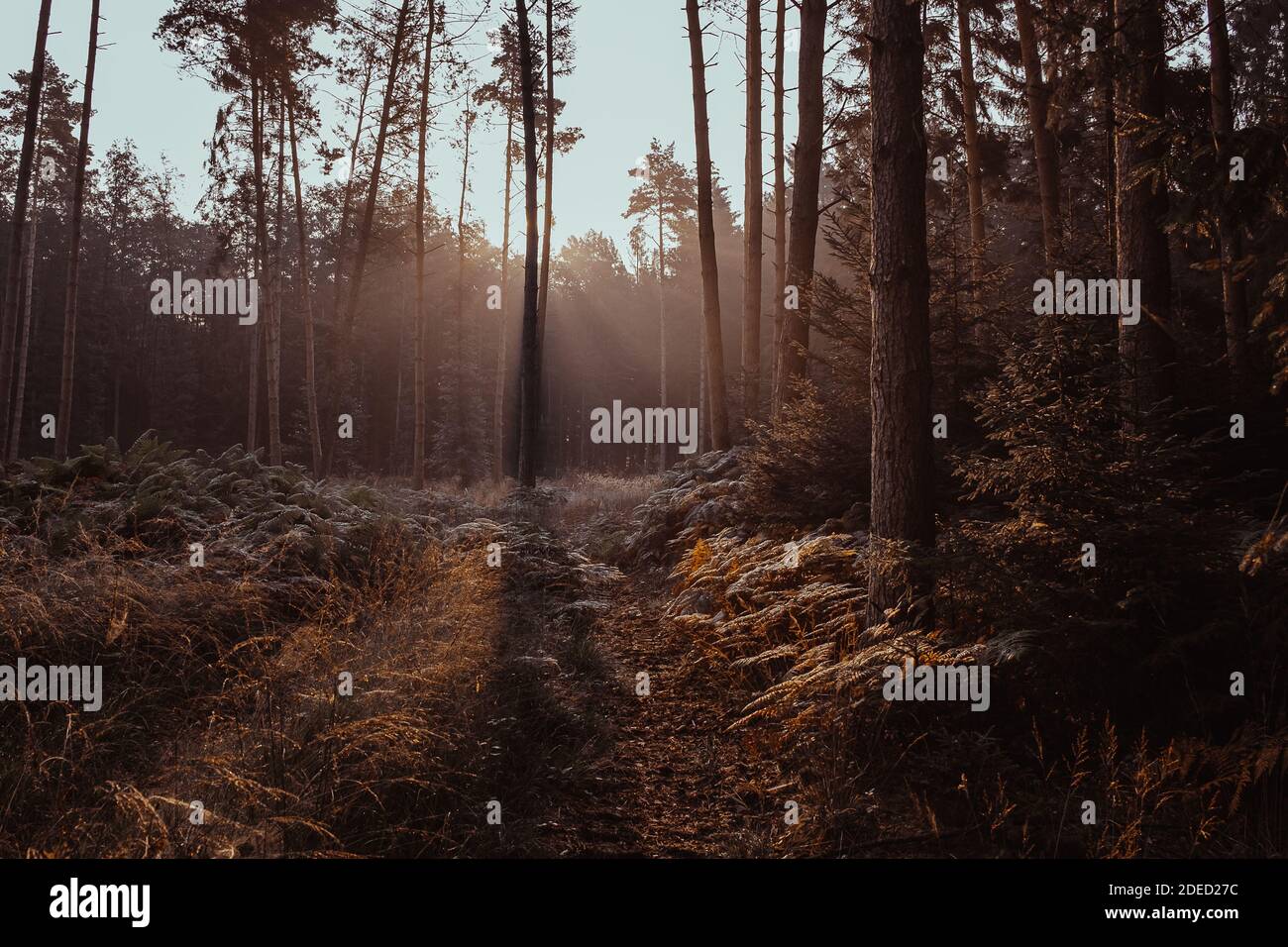 morning light in the forest Stock Photo