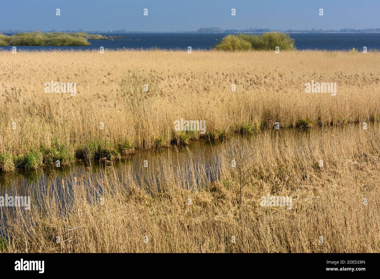 reed grass, common reed (Phragmites communis, Phragmites australis), reed belt at Duemmer Lake, Germany, Lower Saxony, Duemmer See Stock Photo