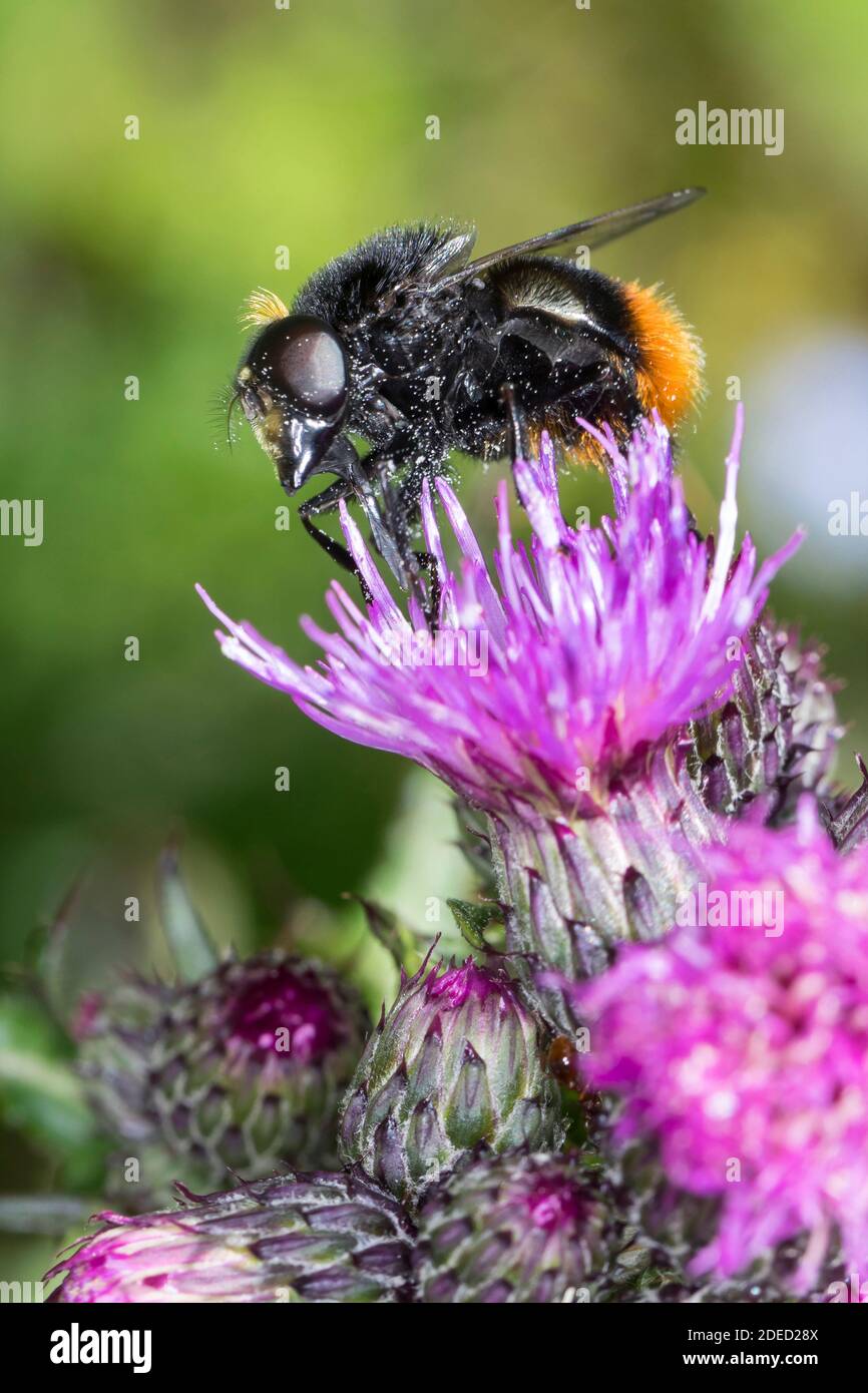 Bumblebee mimic hoverfly (Volucella bombylans), male on a thistle blossom, side view, Germany Stock Photo