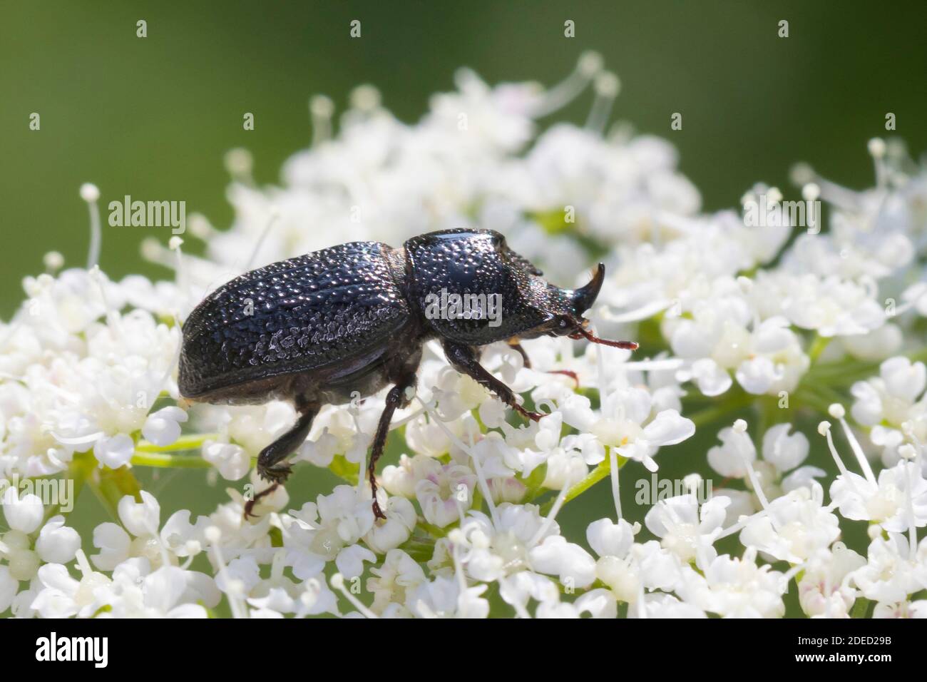 rhinoceros beetle, small European rhinoceros beetle (Sinodendron cylindricum), male at blossom attendance on a flower umbel, side view, Germany Stock Photo