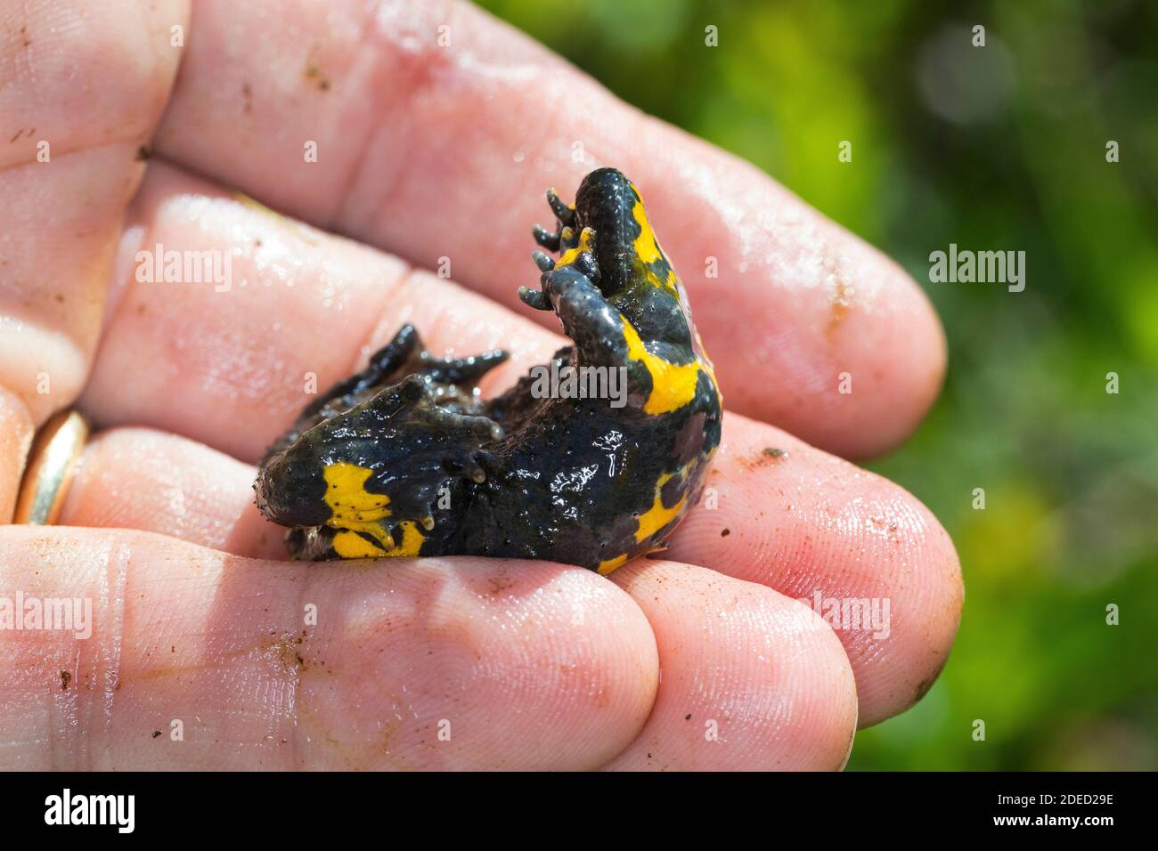 yellow-bellied toad, yellowbelly toad, variegated fire-toad (Bombina variegata), unken reflex at danger, Germany Stock Photo