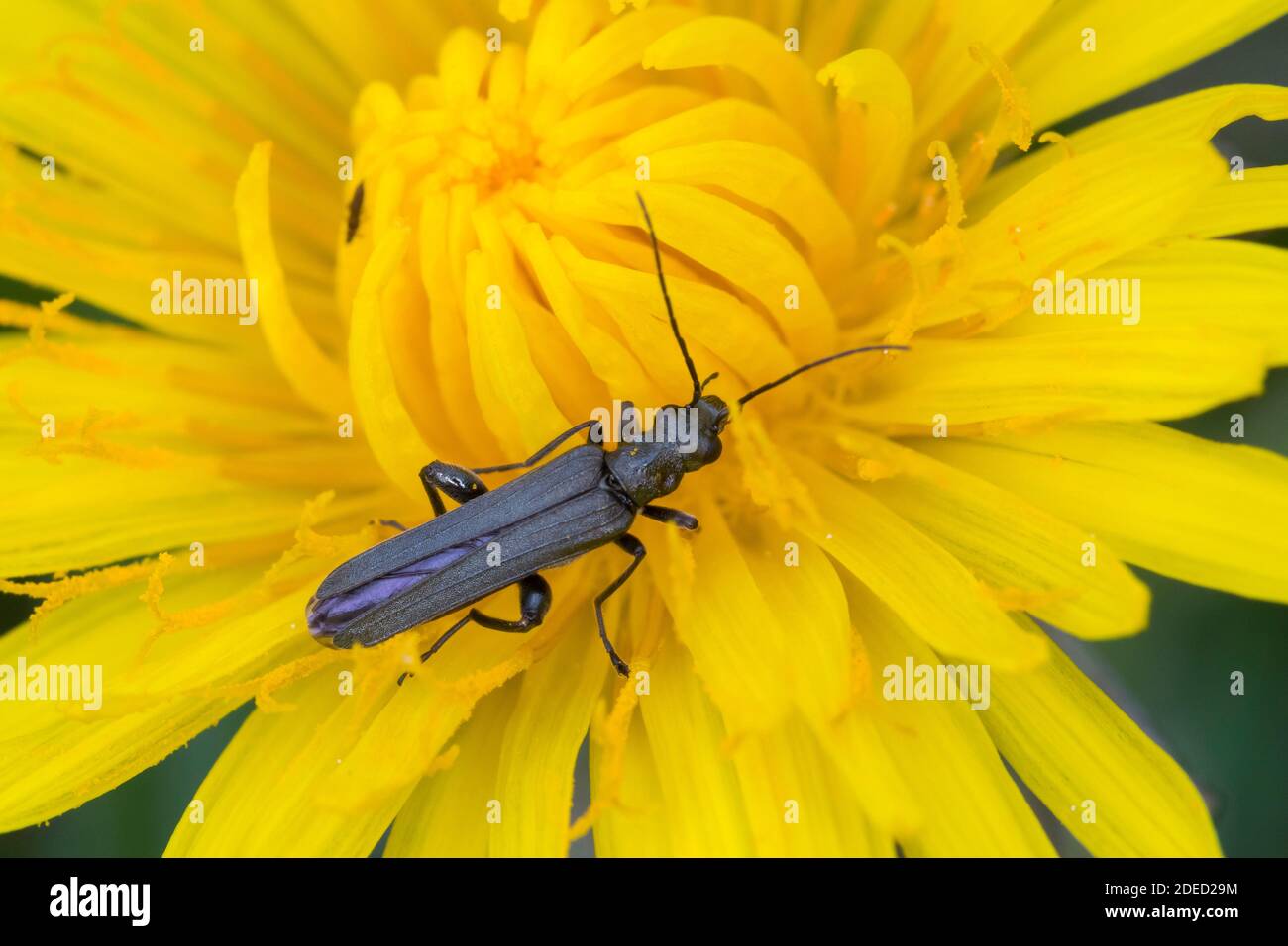 Pollenfeeding Beetle (Oedemera spec.), bloom attandance on a yellow