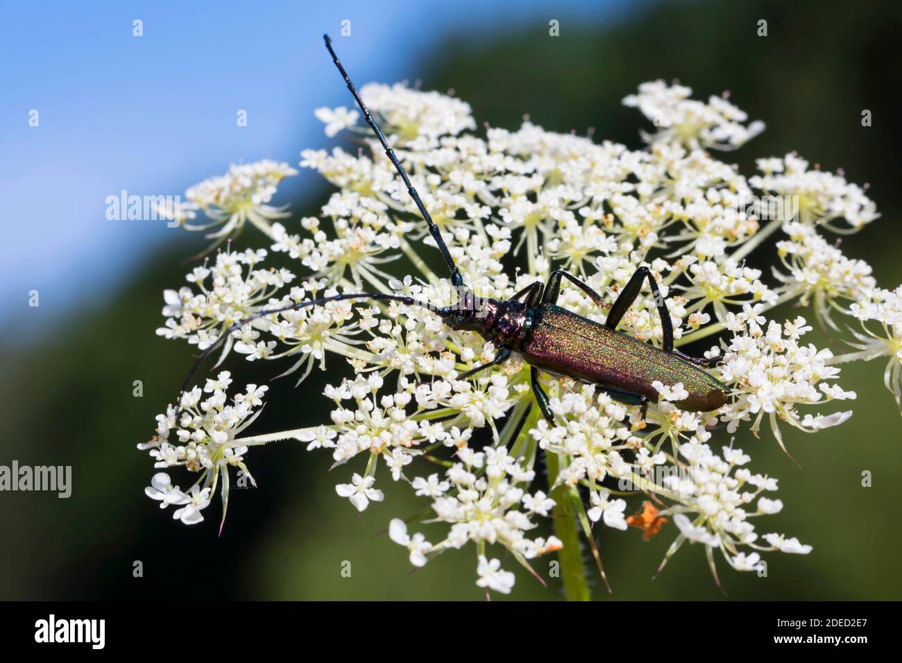 musk beetle (Aromia moschata), bloom attandance on wild carrot, Germany Stock Photo