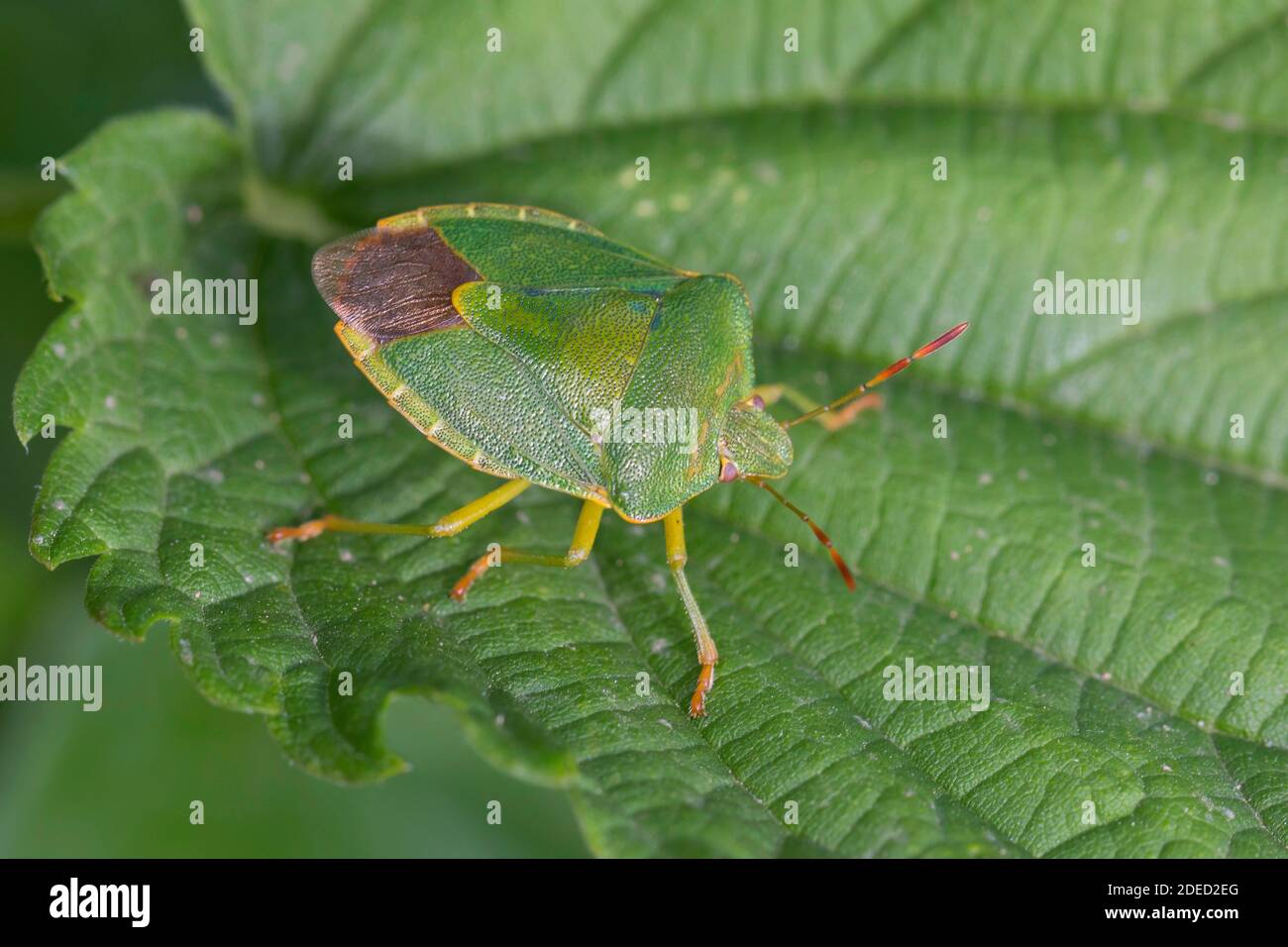 Green shield bug, Common green shield bug (Palomena prasina), sitting on a leaf, dorsal view, Germany Stock Photo