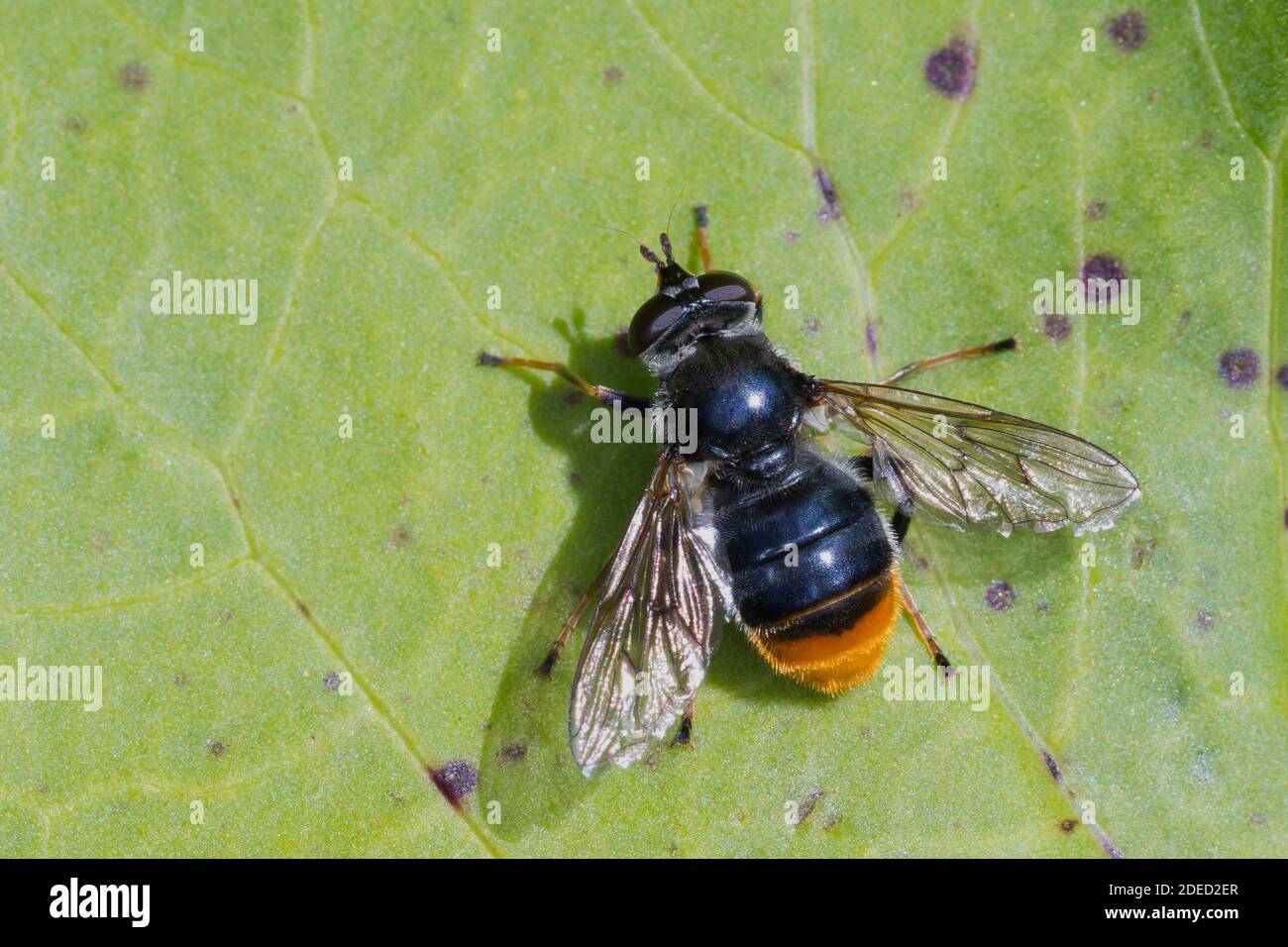 Pine Hoverfly (Blera fallax), sitting on a leaf, dorsal view, Germany Stock Photo