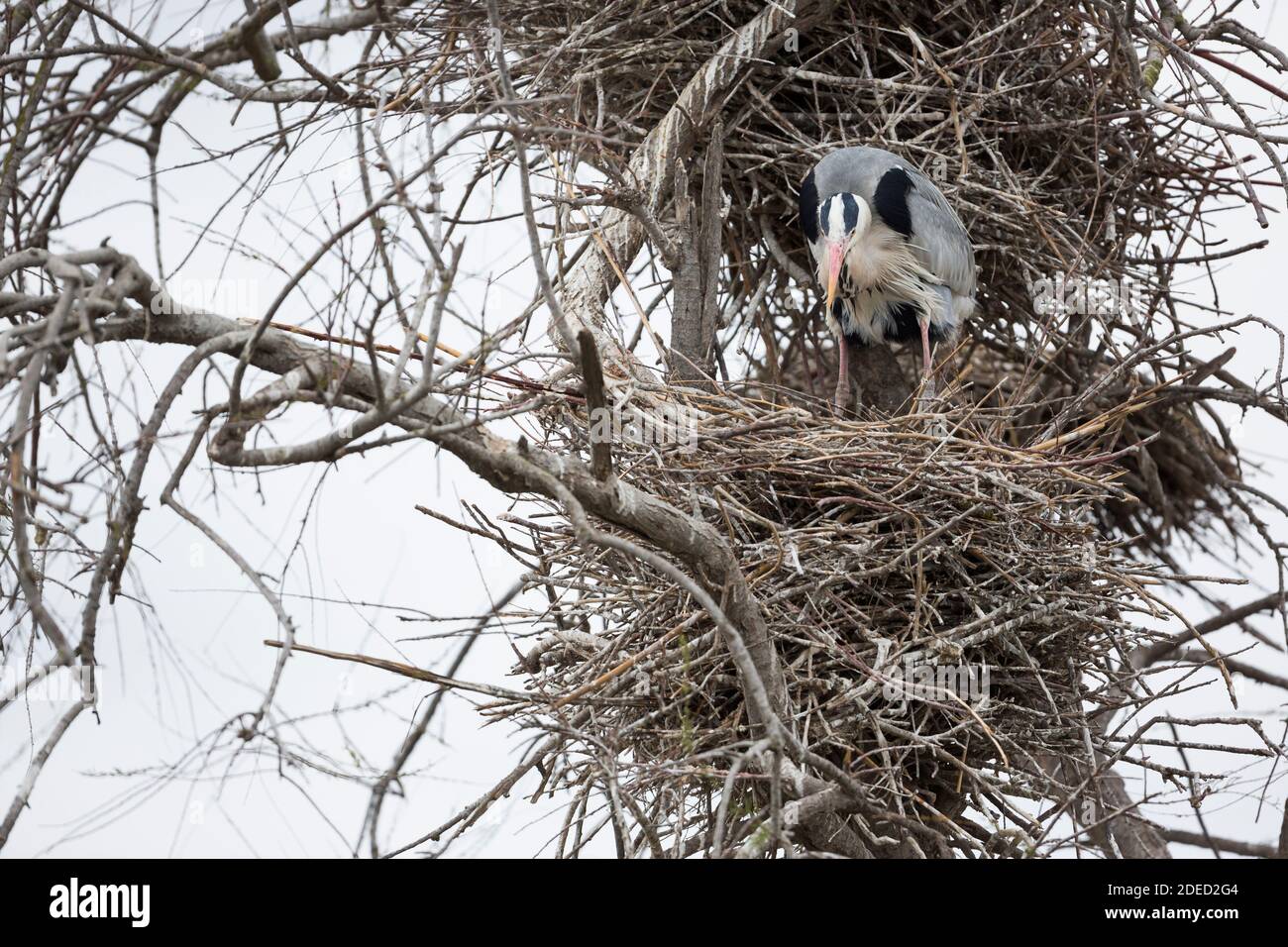 grey heron (Ardea cinerea), perching in the nest, turning the eggs, France Stock Photo