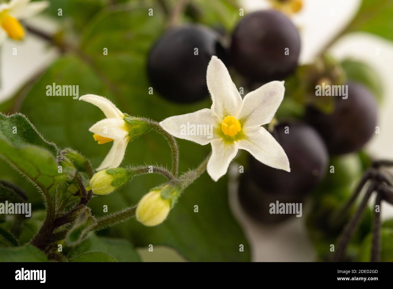 Black nightshade plant isolated on white background Stock Photo