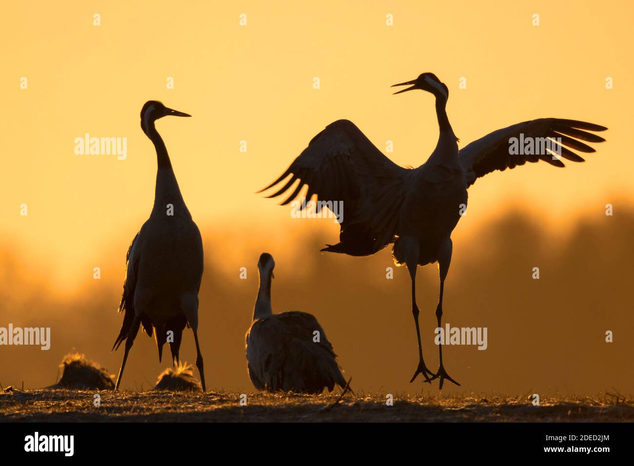 Common crane, Eurasian Crane (Grus grus), at courtship dance in the morning, Sweden, Vaestergoetland, Falkoeping Stock Photo
