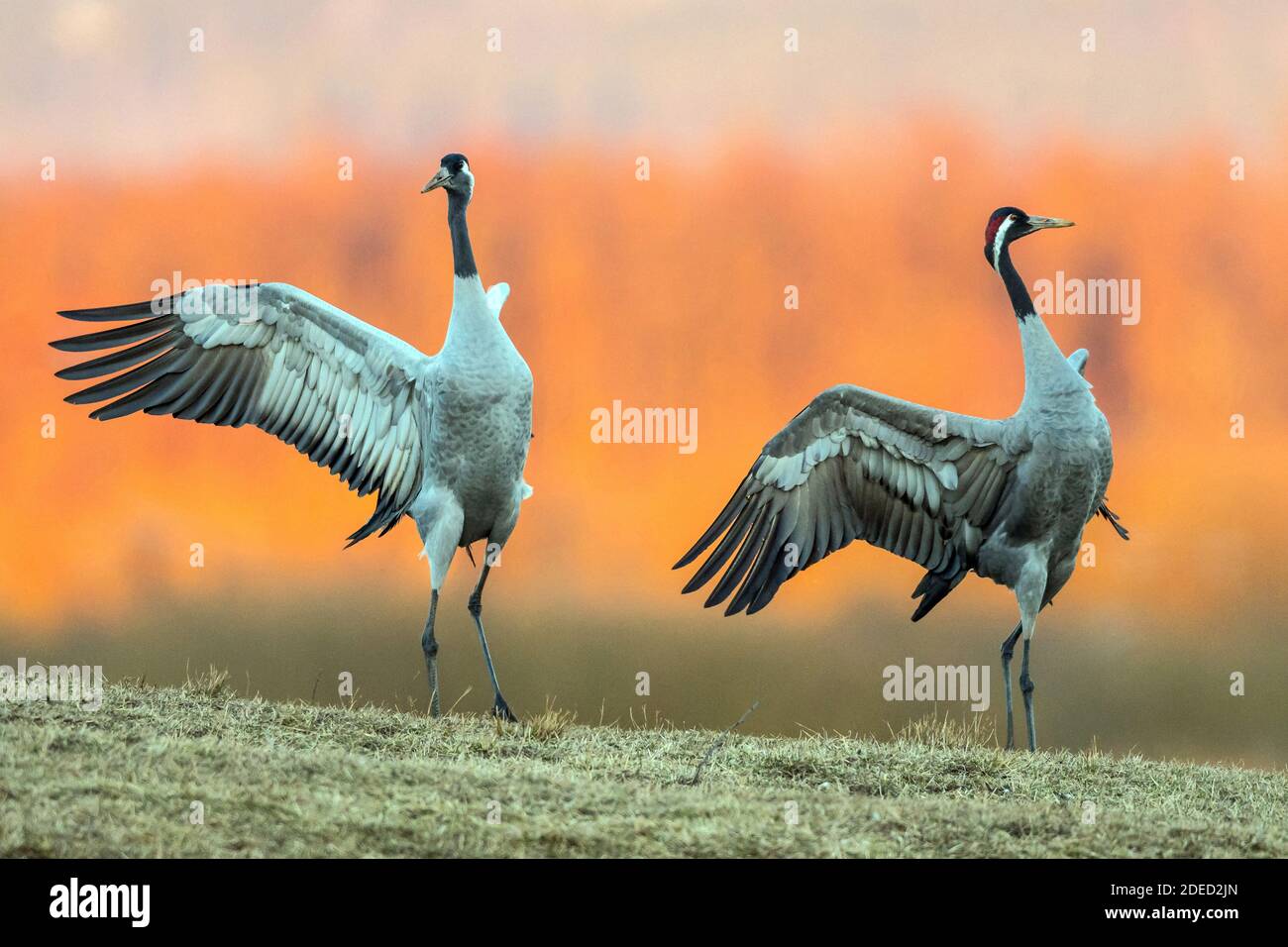 Common crane, Eurasian Crane (Grus grus), at courtship dance , Sweden, Vaestergoetland, Falkoeping Stock Photo