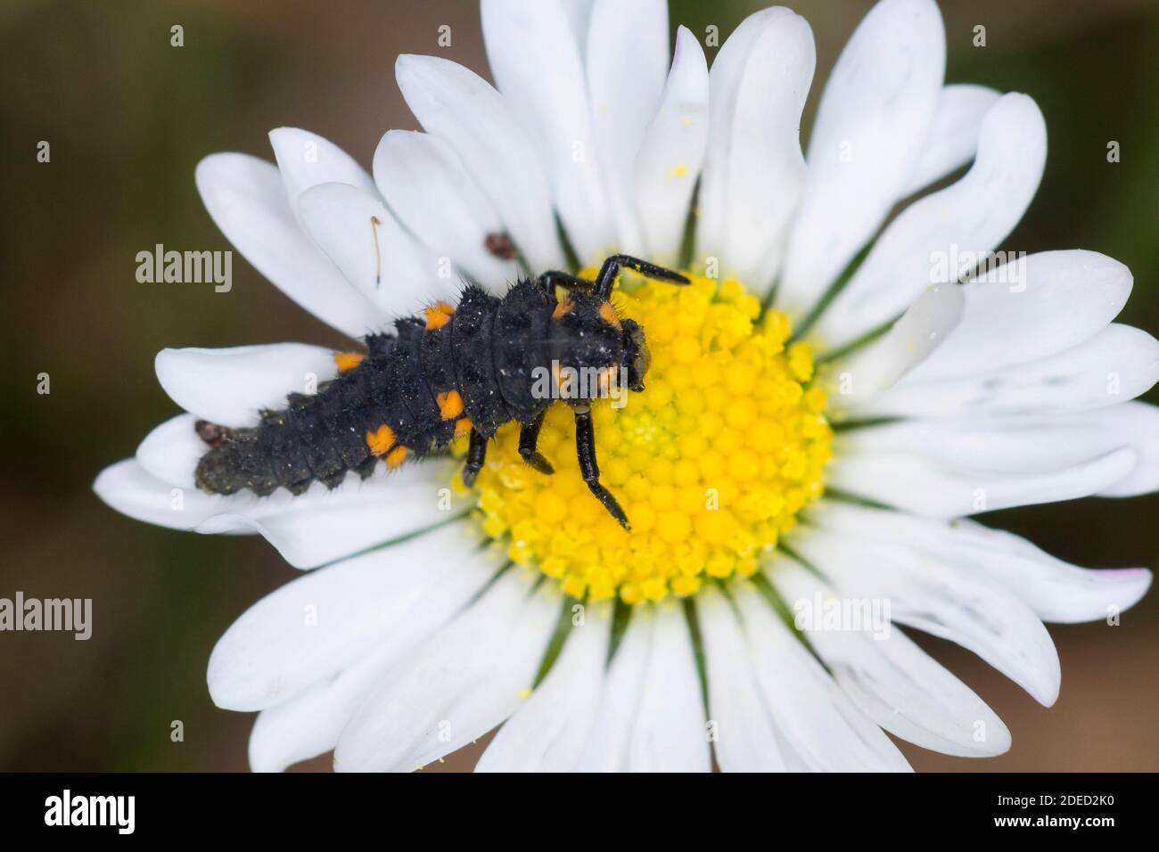 seven-spot ladybird, sevenspot ladybird, 7-spot ladybird (Coccinella septempunctata), larva on a daisy blossom, Germany Stock Photo
