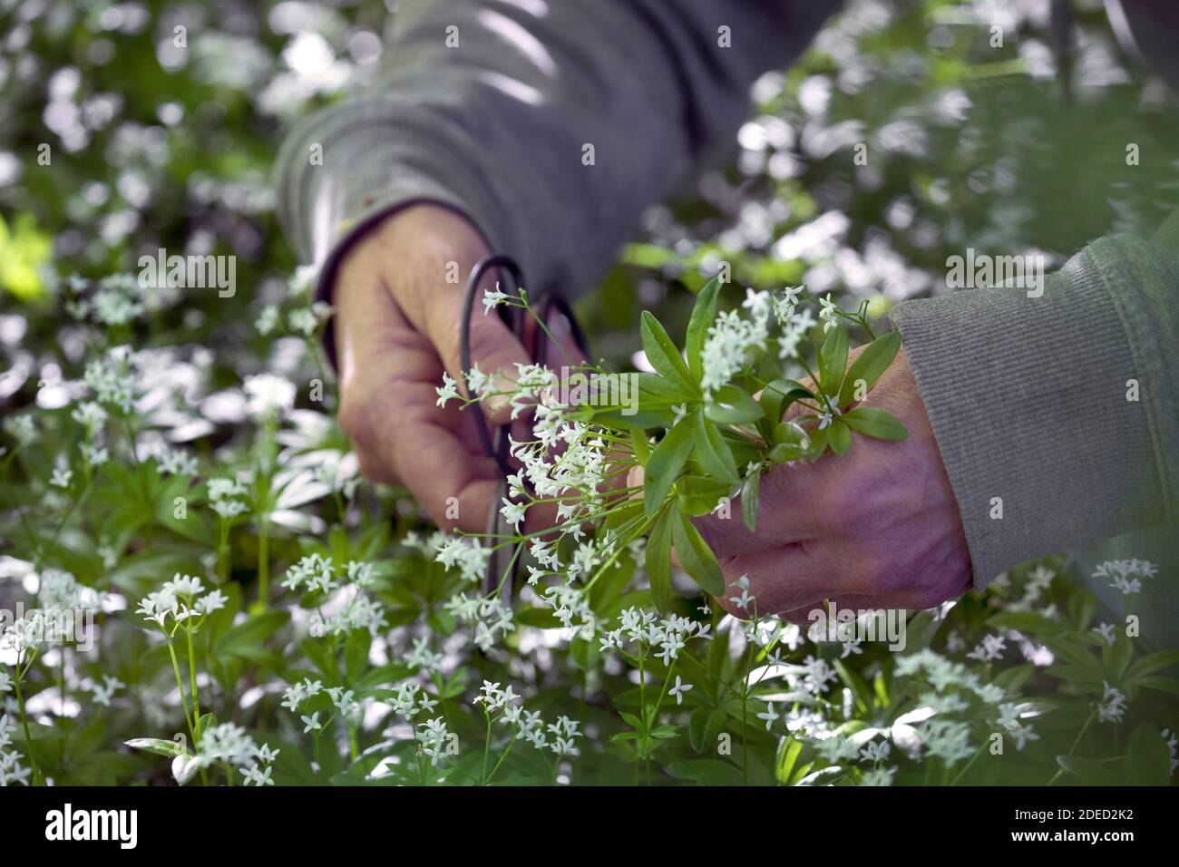 sweet woodruff (Galium odoratum), harvesting with a scissors, Germany