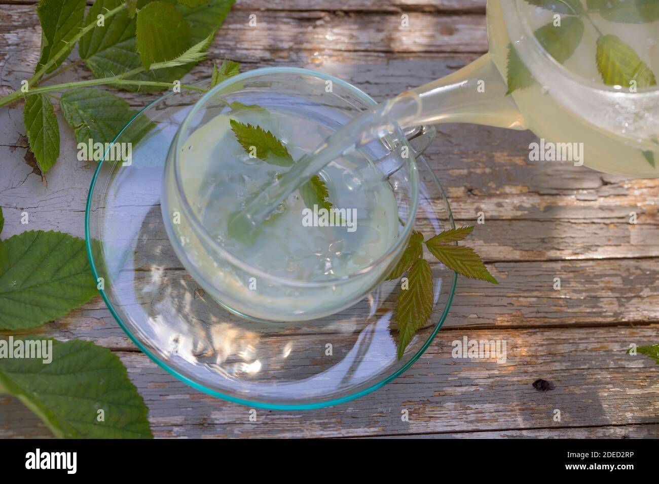 selfmade tea from blackberry leaves, Germany Stock Photo