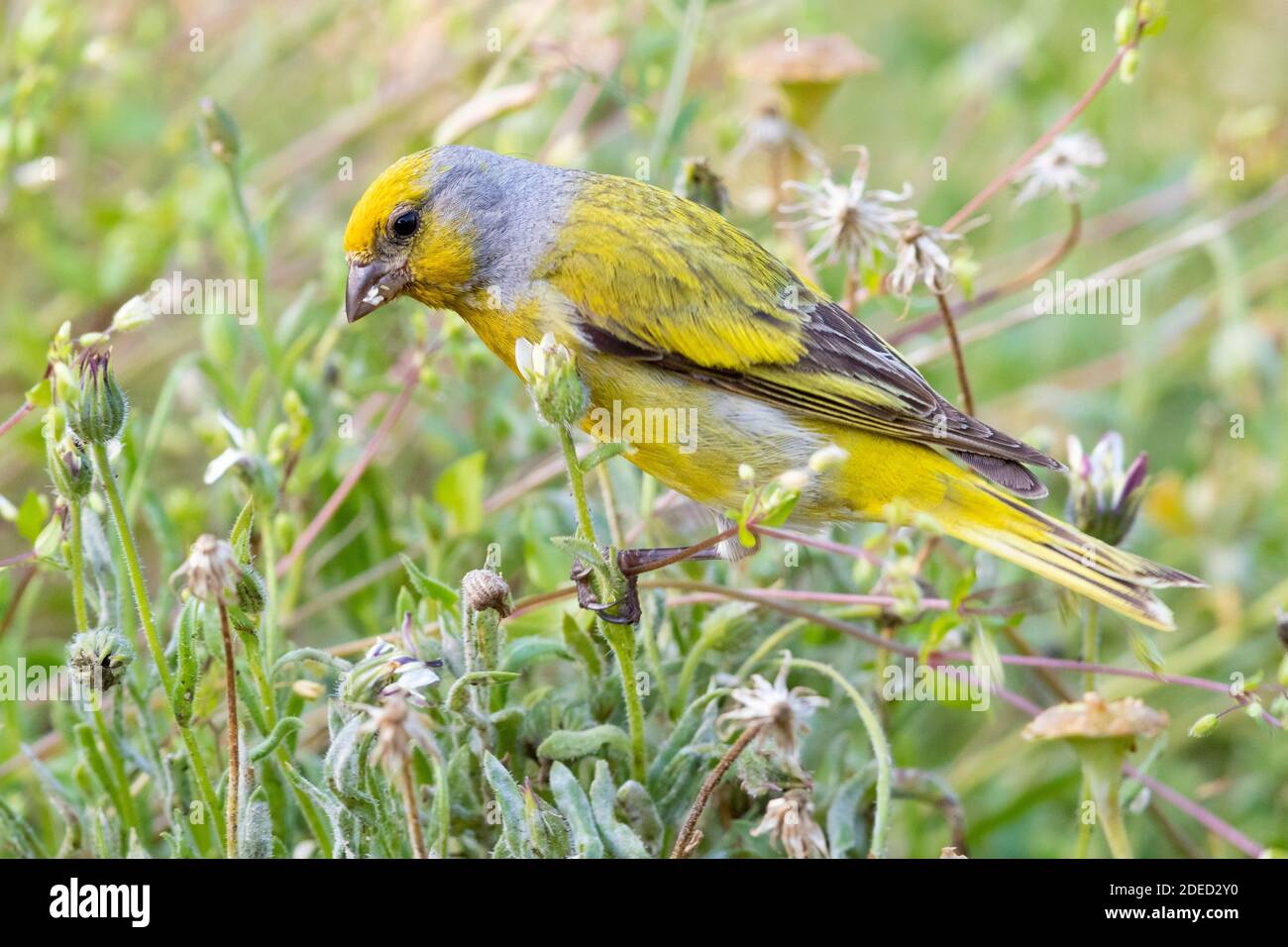 yellow-crowned canary (Serinus canicollis), male perches feeding on grass, side view, South Africa, Western Cape Stock Photo