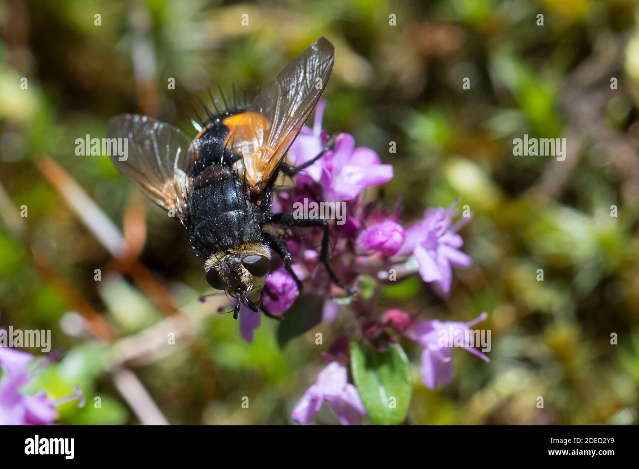 parasitic fly (Nowickia ferox), at blossom attendance, Germany Stock Photo