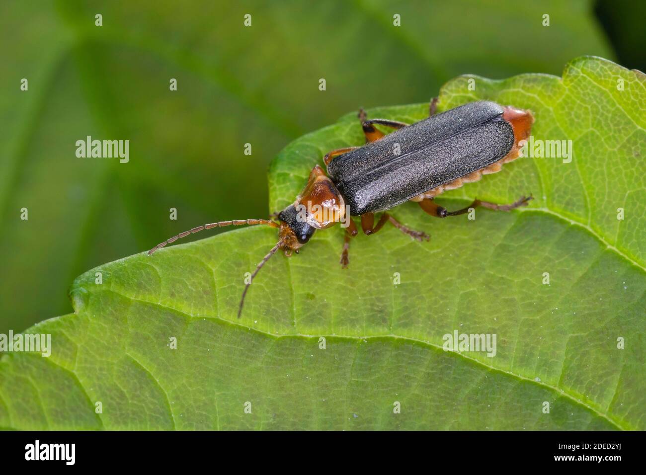 Soldier beetle (Cantharis nigricans), sitting on a leaf, dorsal view, Germany Stock Photo