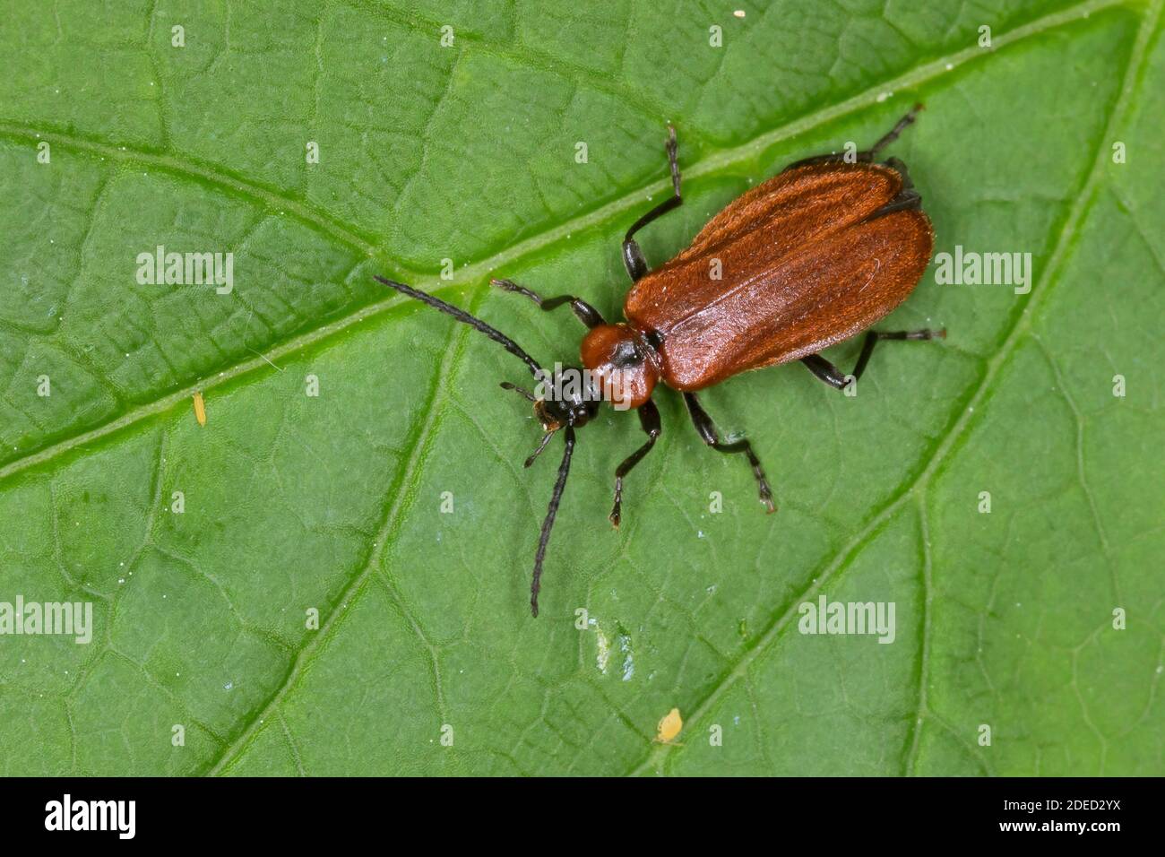 Orange-coloured fire beetle (Schizotus pectinicornis), sitting on a leaf, dorsal view, Germany Stock Photo