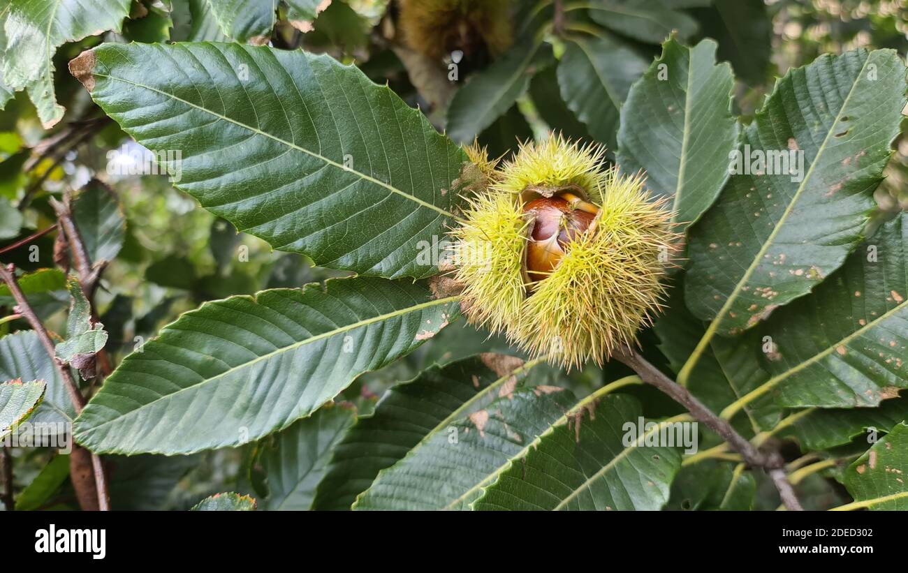 chestnuts in spanish