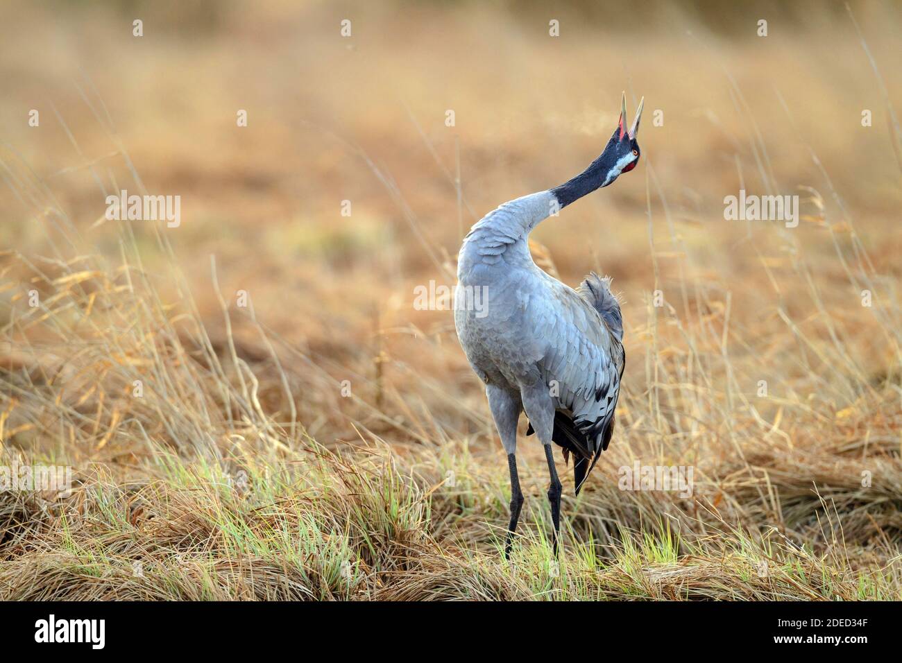 Common crane, Eurasian Crane (Grus grus), stands in a meadow calling, Sweden, Vaestergoetland, Falkoeping Stock Photo