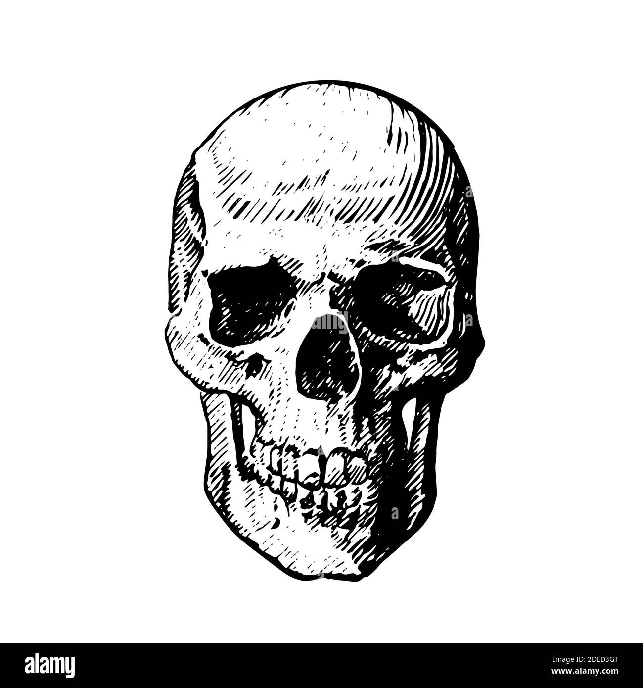 Vector icon of a human skull on a white background. Pen drawing human skull, human head, isolated object Stock Vector