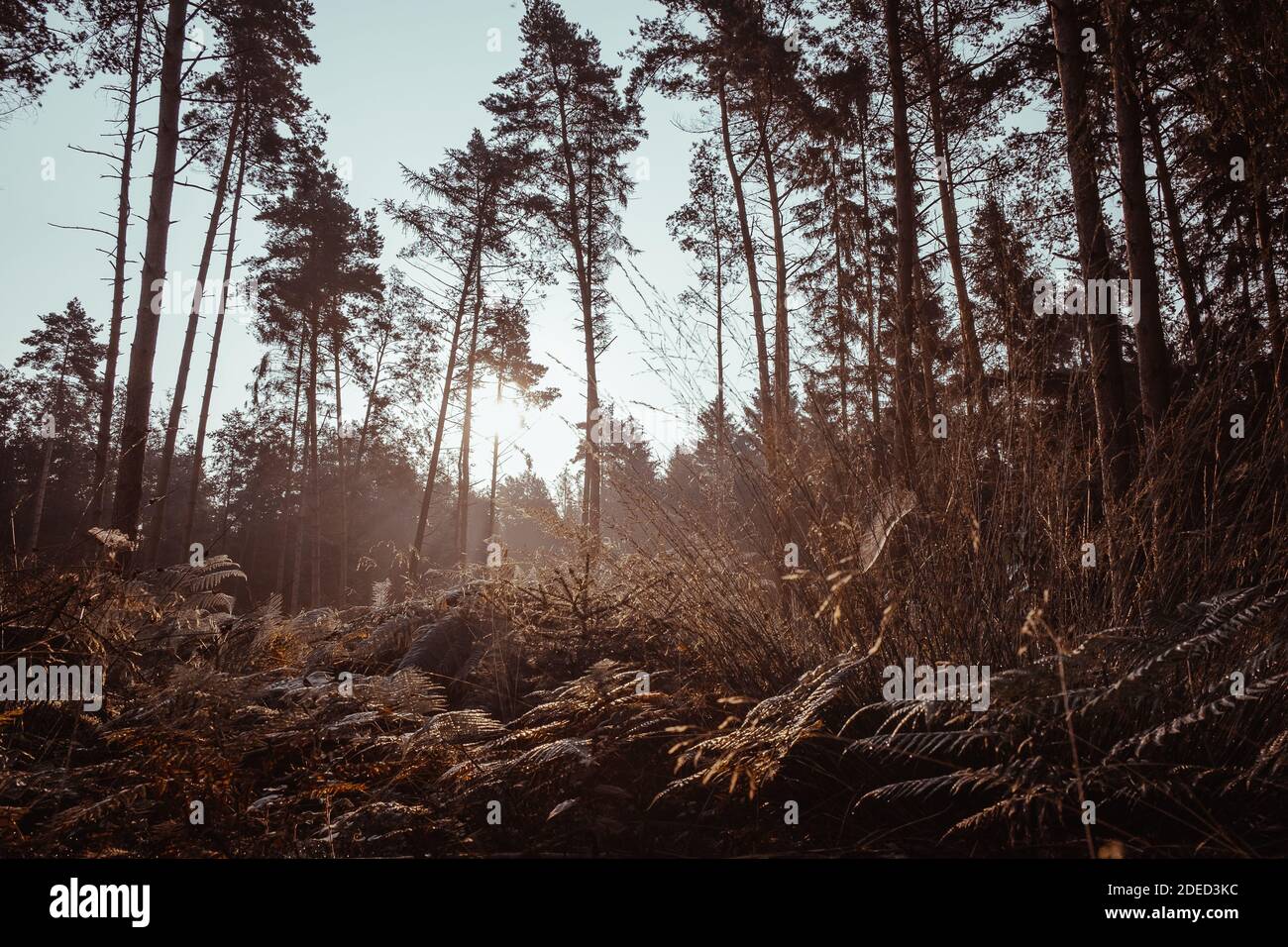 morning light in the forest Stock Photo
