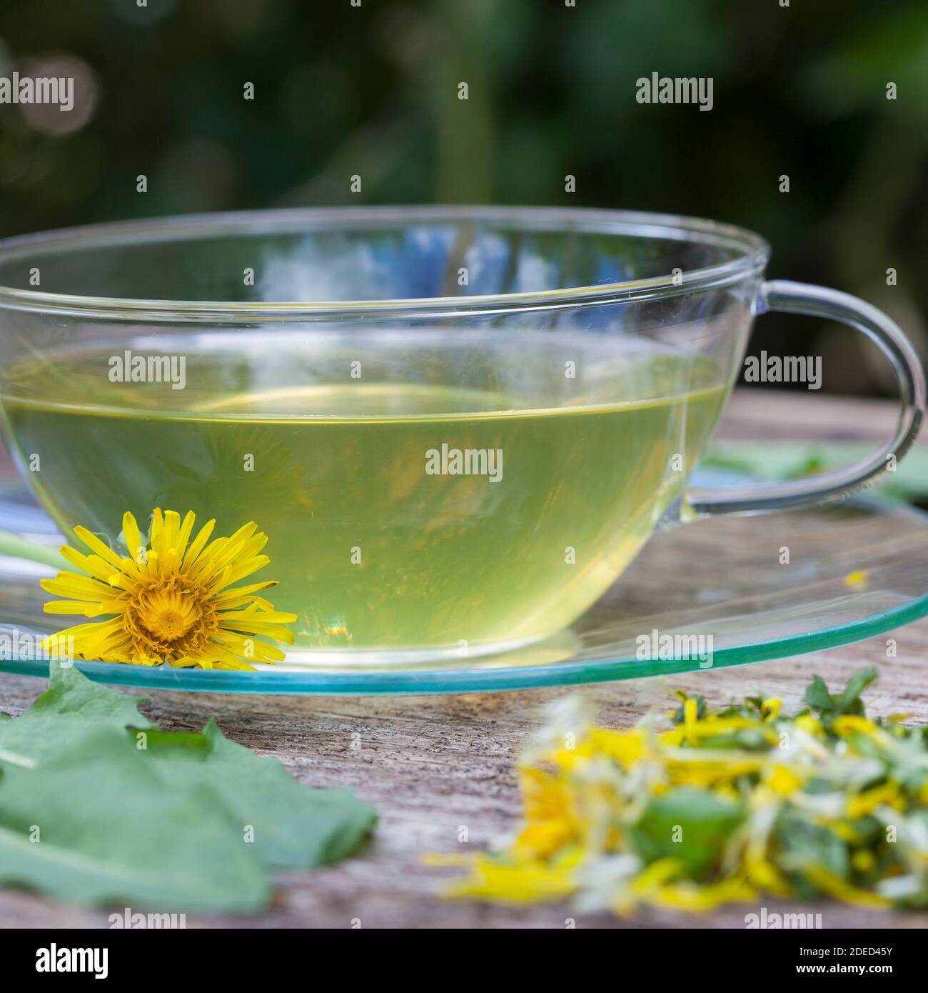 Löwenzahn-Tee, Löwenzahntee, Tee aus Löwenzahnblüten, Heiltee, Kräutertee, Blütentee, Löwenzahnblüten-Tee, Löwenzahn-Blüten, Blüten, Löwenzahn, Wiesen Stock Photo