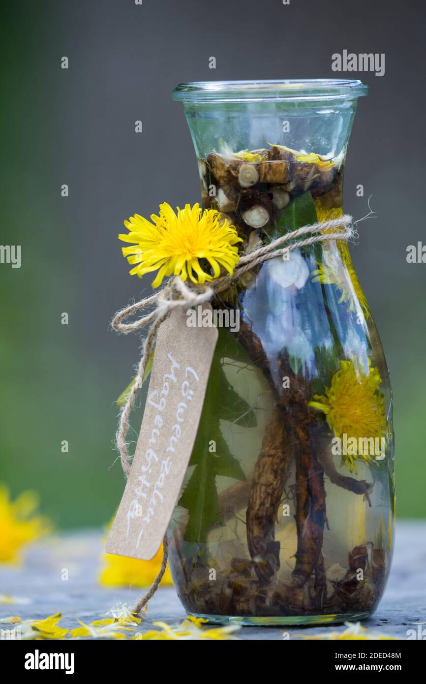 Löwenzahn-Magenbitter, Magenbitter mit Blüten und Wurzel, Wurzeln vom Löwenzahn, Heilschnaps, Schnaps, Kräuterschnaps, alkoholischer Auszug, Tinktur, Stock Photo