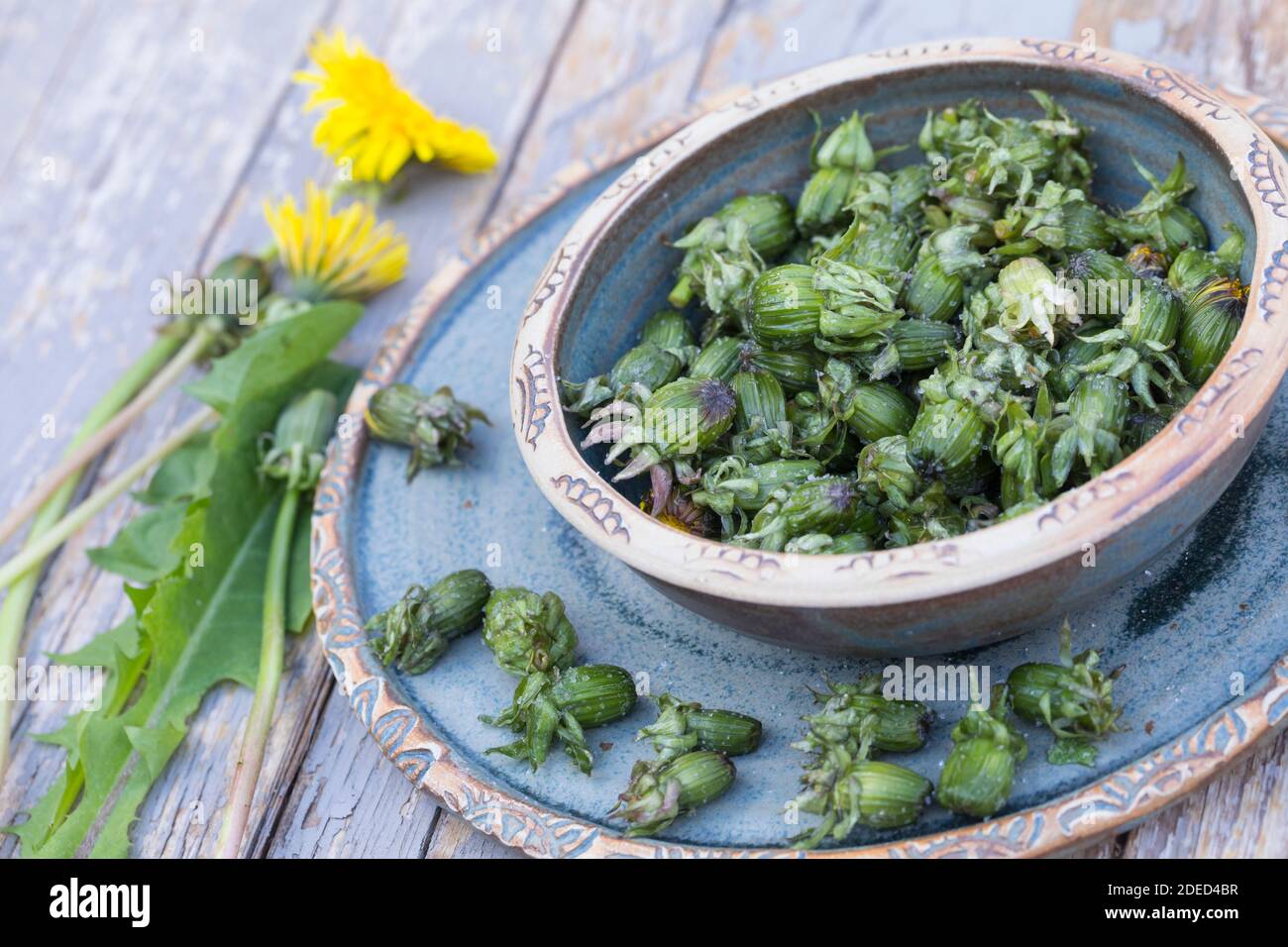 Löwenzahn-Kapern, Löwenzahn-Blütenknospen, Knospen, Blütenknospen als Kapernersatz, "Kapern", "Wilde Kapern", gesalzen, eingesalzen, eingesalzt, Blüte Stock Photo