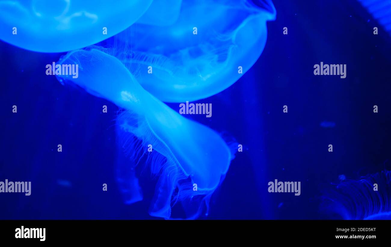 Jellyfish slowly swimming underwater Stock Photo - Alamy