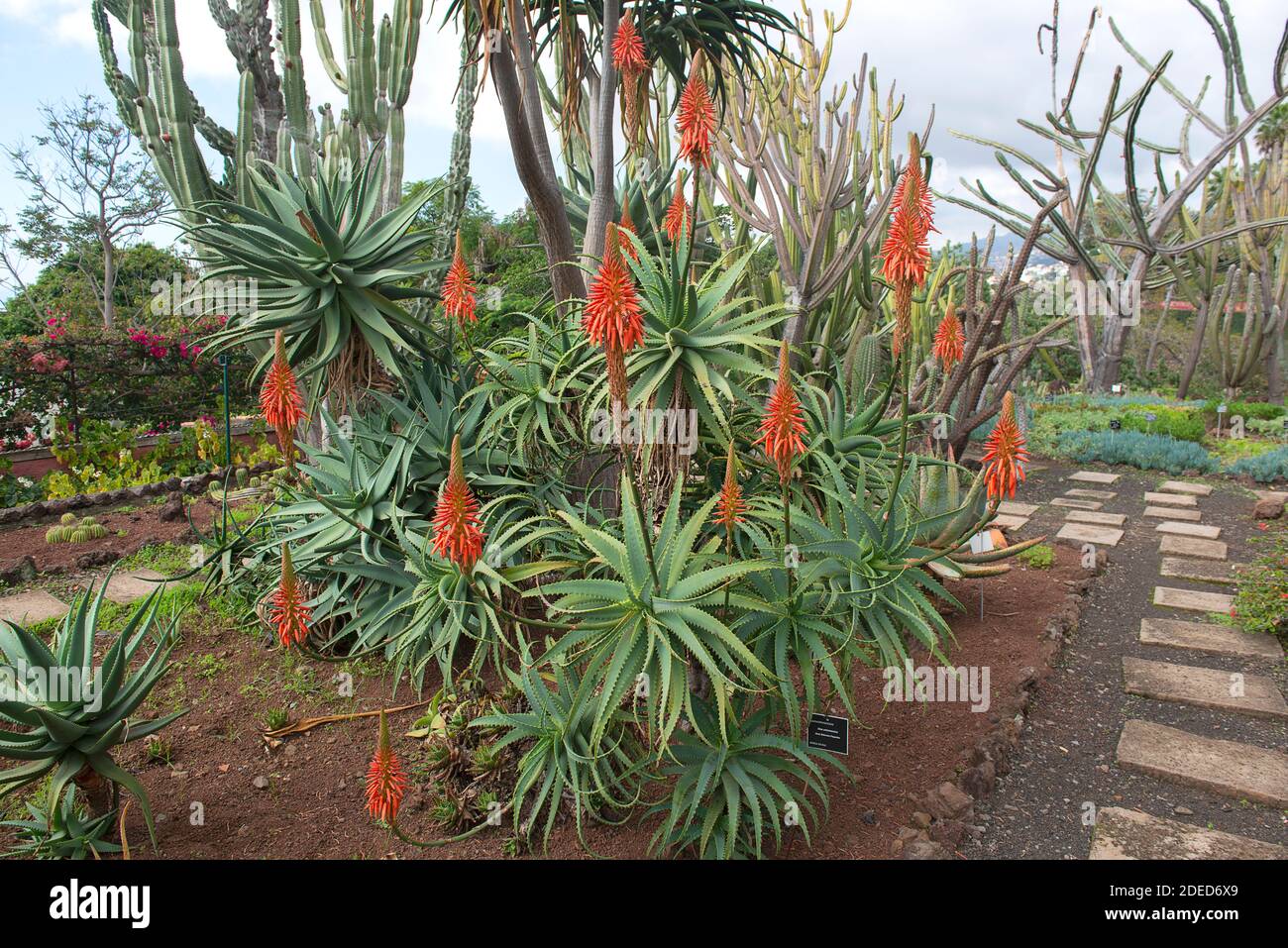 Beautifully flowering aloe vera in Palheiro, Funchal, Madeira, Portuga  Stock Photo - Alamy