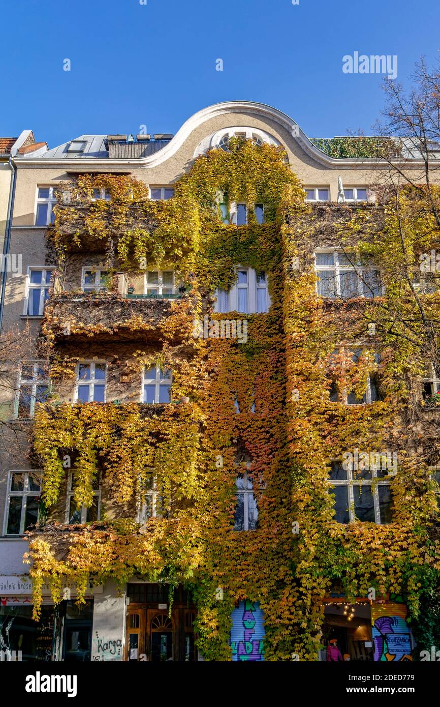 Wohnhaus mit wilden Wein im Herbst, Reuterstrasse, Kreuzberg, Berlin, Stock Photo