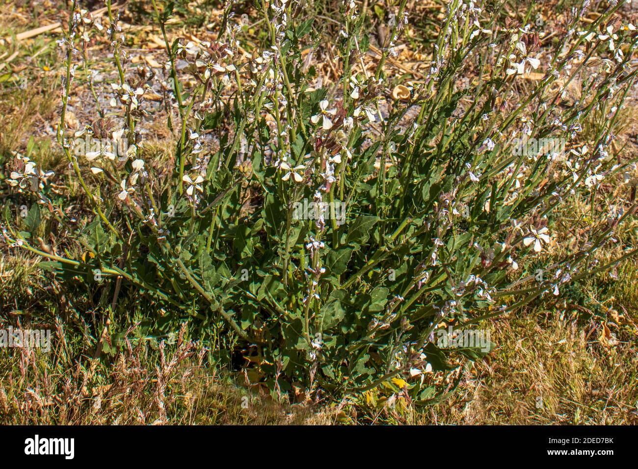Eruca Sativa Flowers High Resolution Stock Photography And Images Alamy Eruca Sativa Flowers High Resolution Stock Photography And Images Alamy