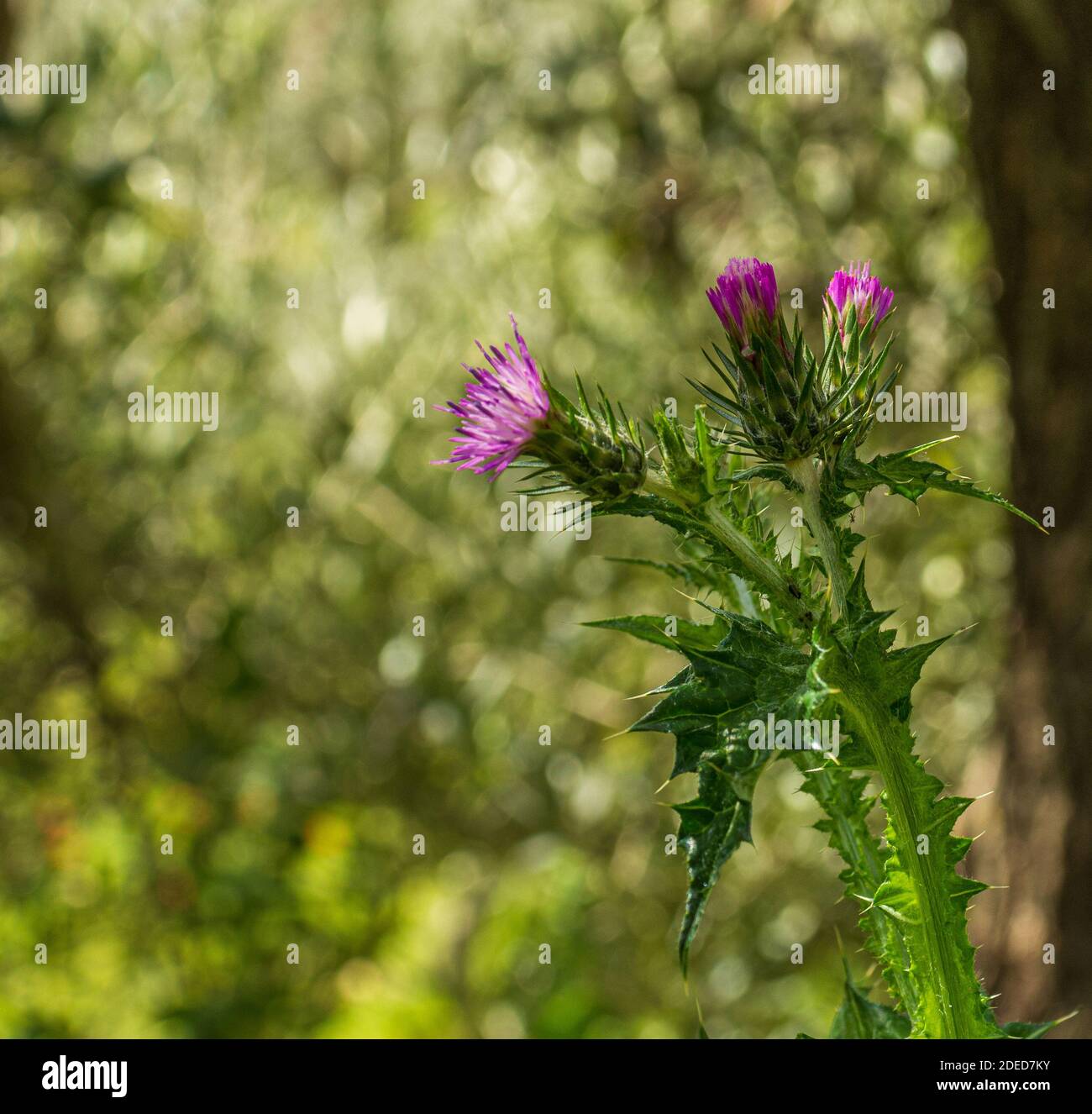 Carduus pycnocephalus, Woolly thistle Plant in Flower Stock Photo