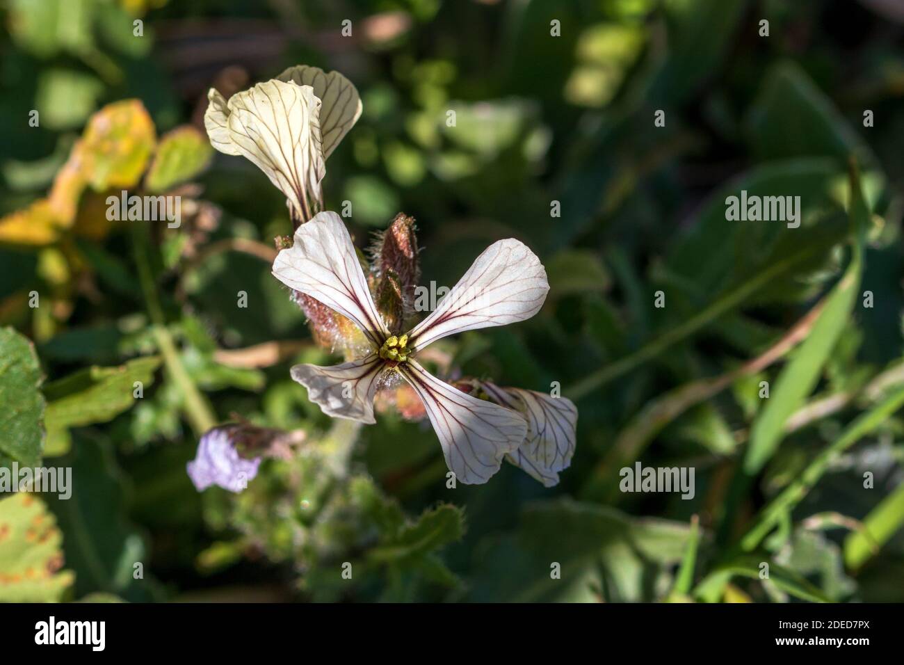 Eruca Sativa Flowers High Resolution Stock Photography And Images Alamy