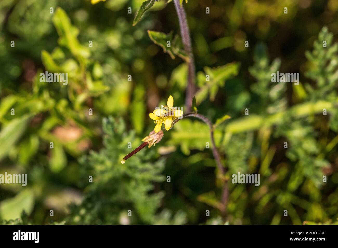 Sisymbrium sp. Wild Yellow Flowered Rocket Plant Stock Photo