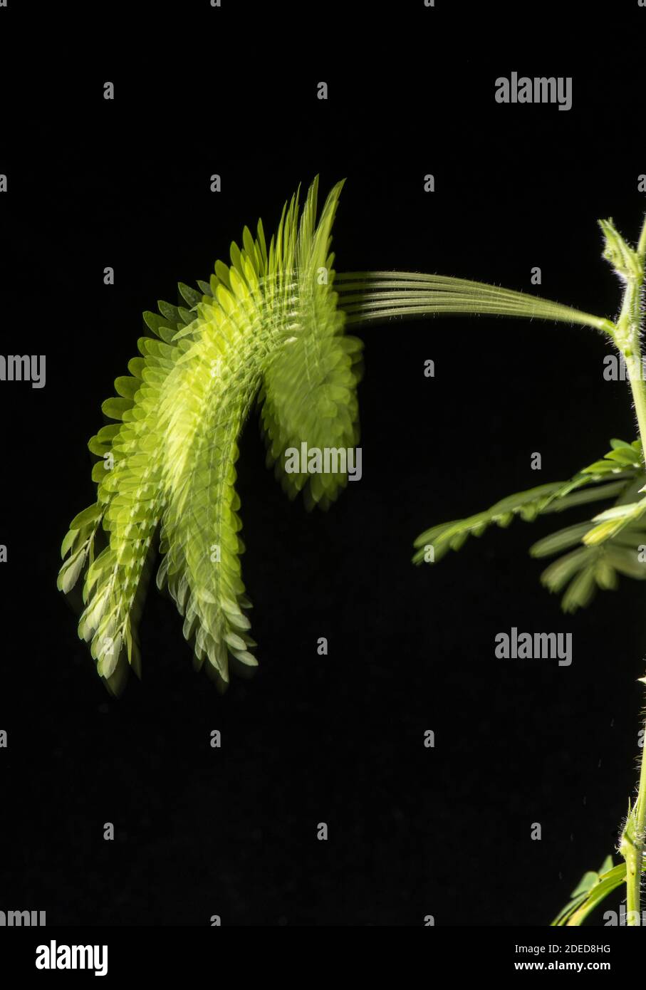 Sensitive Plant: Mimosa pudica. Stroboscopic image showing collapse of stem following stimulation. Stock Photo
