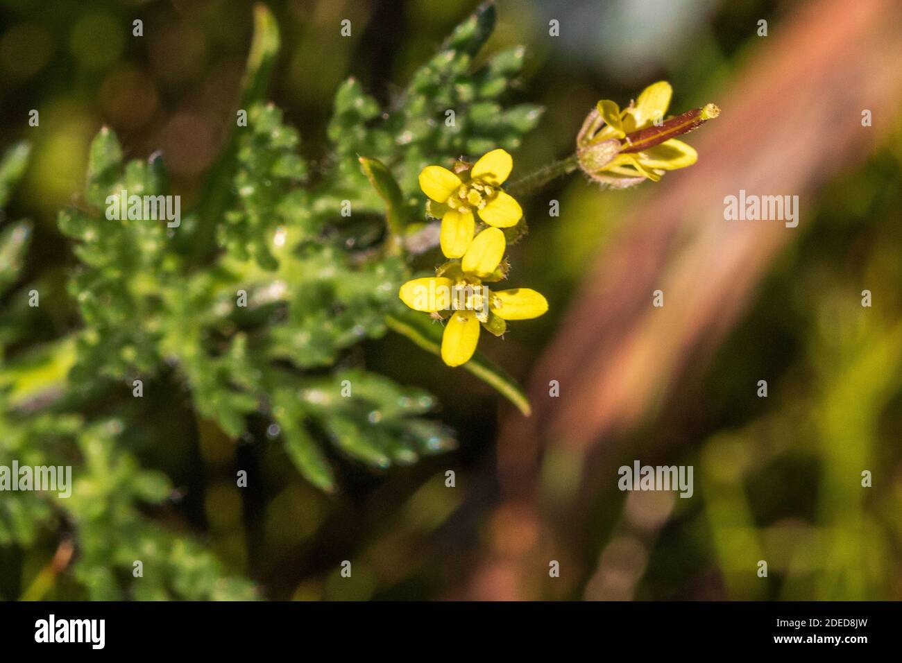 Sisymbrium sp. Wild Yellow Flowered Rocket Plant Stock Photo