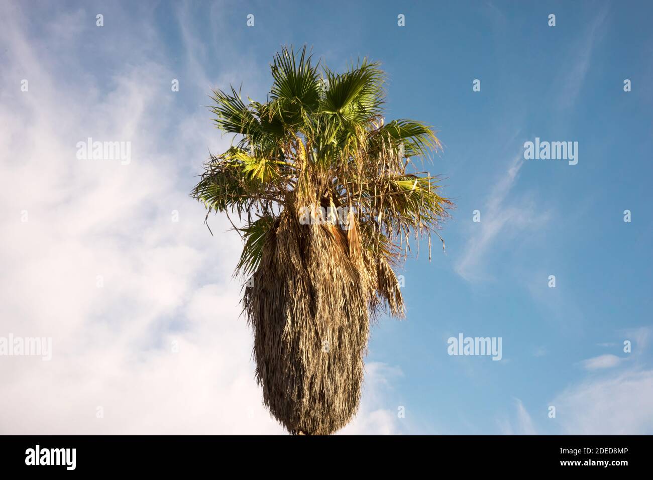 palm tree with sky background Stock Photo