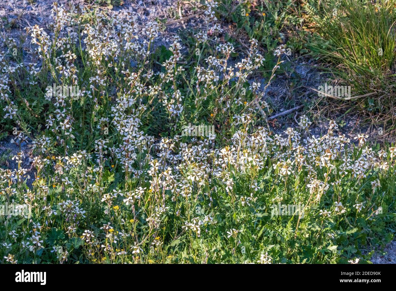 Eruca Sativa Flowers High Resolution Stock Photography And Images Alamy Eruca Sativa Flowers High Resolution Stock Photography And Images Alamy