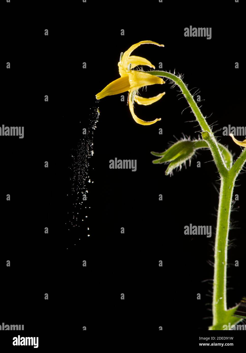 Tomato: (Solanum lycopersicum: Pollen being discharged frokm flower through process of sonication (“buzz pollination”. Triggered by placing tuning for Stock Photo
