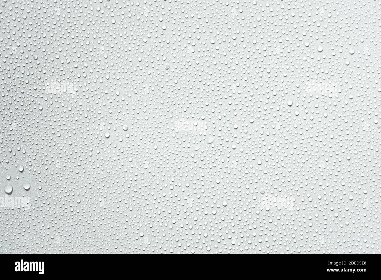 Water drops on white or grey background Stock Photo