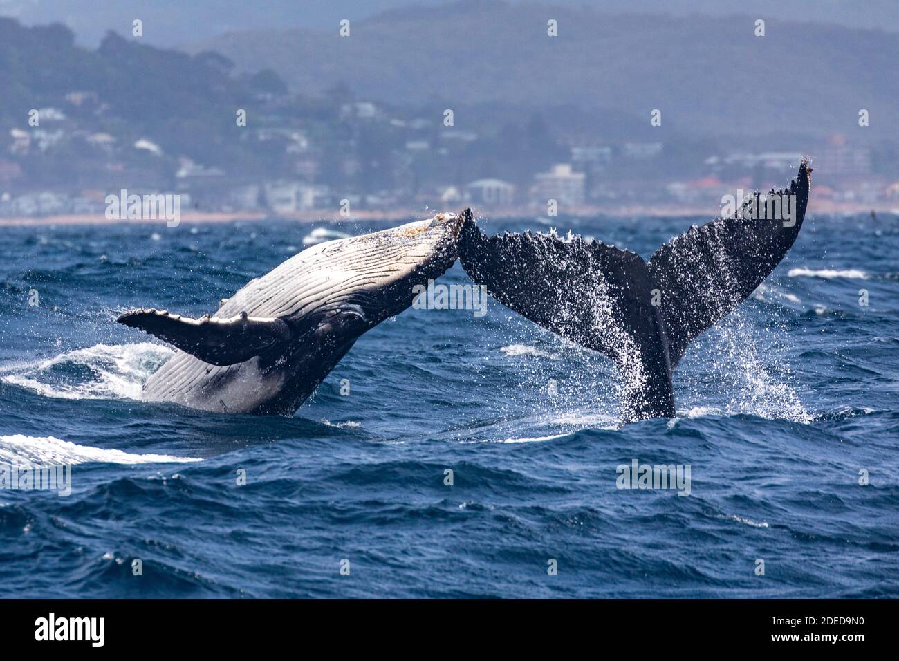 Heads or tails, Mother and calf humpback whales, with the calf breaching while the cow (mother) tail slapping off Sydney, Australia Stock Photo