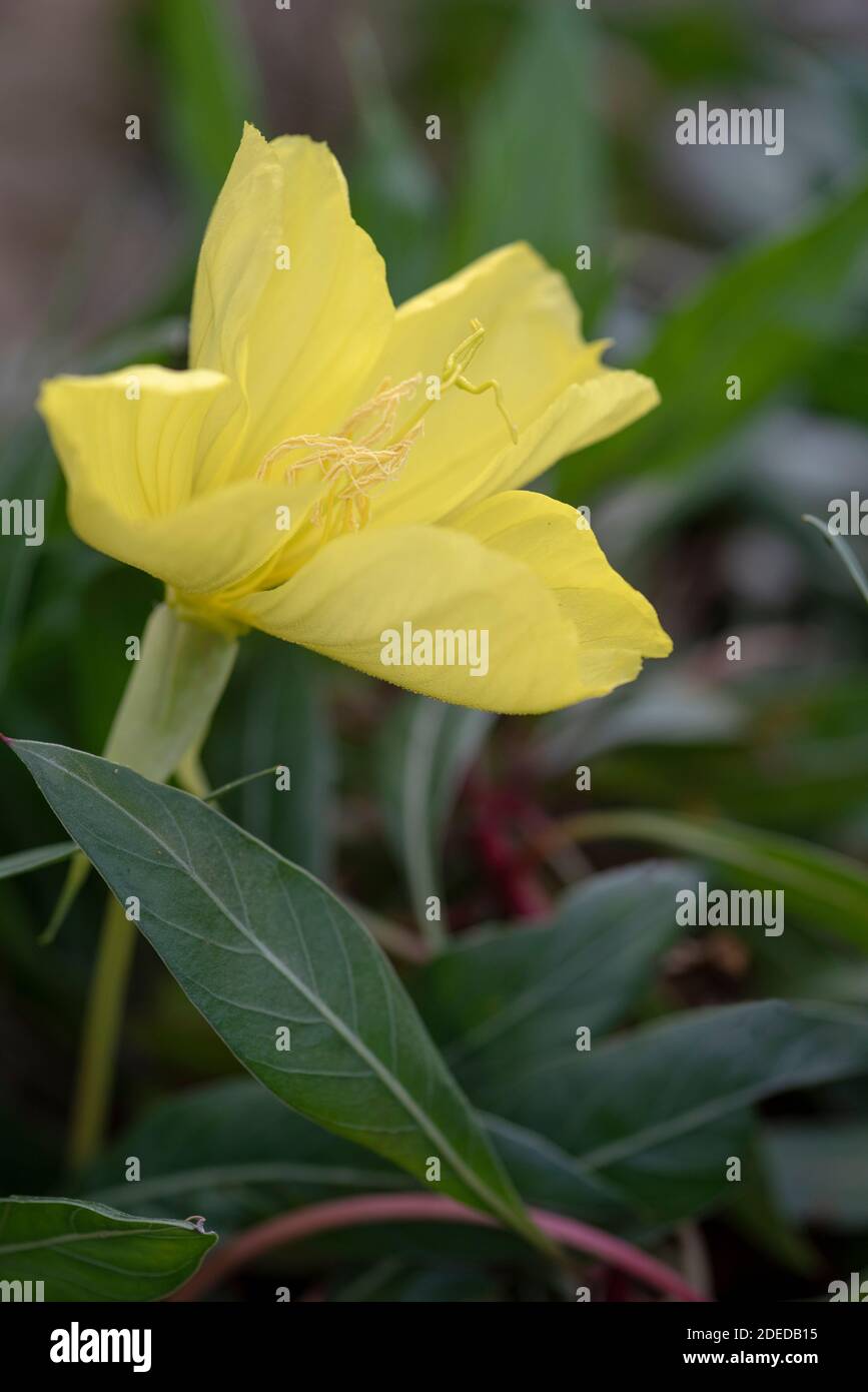 Oenothera macrocarpa - Evening Primrose - September Stock Photo